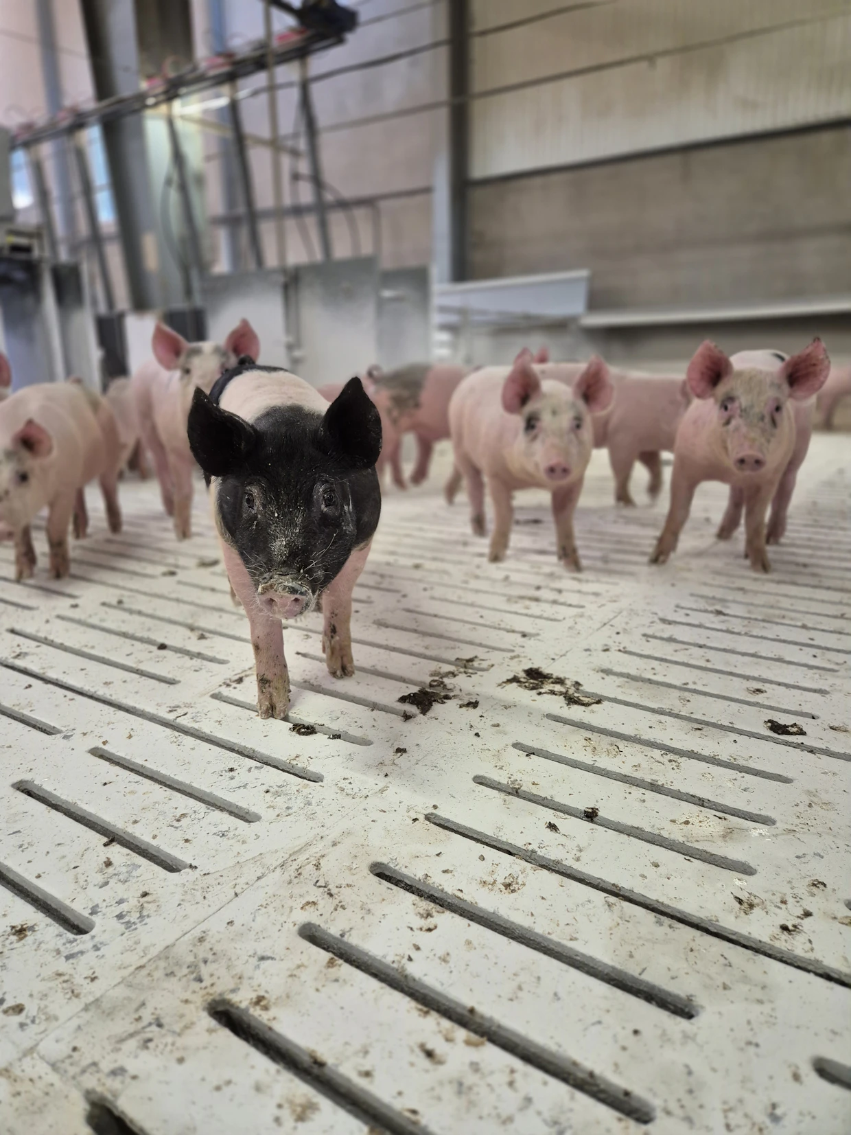 Porsaat saapuvat lihasikalaan noin 30-kiloisina ja ne yhdistetään heti isoihin ryhmiin.