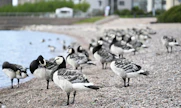 Korkeapatogeeninen lintuinfluenssa voi aiheuttaa linnuilla vakavia epidemioita. VESA MOILANEN / LEHTIKUVA.
