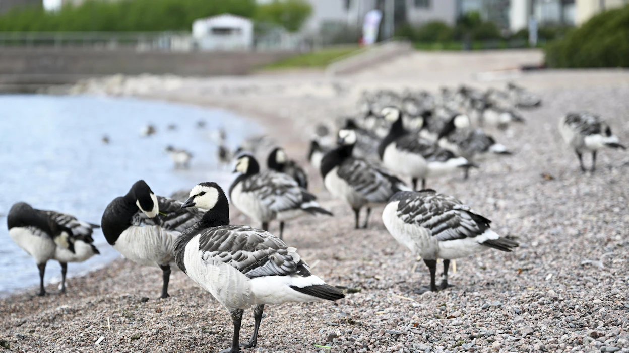 Korkeapatogeeninen lintuinfluenssa voi aiheuttaa linnuilla vakavia epidemioita. VESA MOILANEN / LEHTIKUVA.