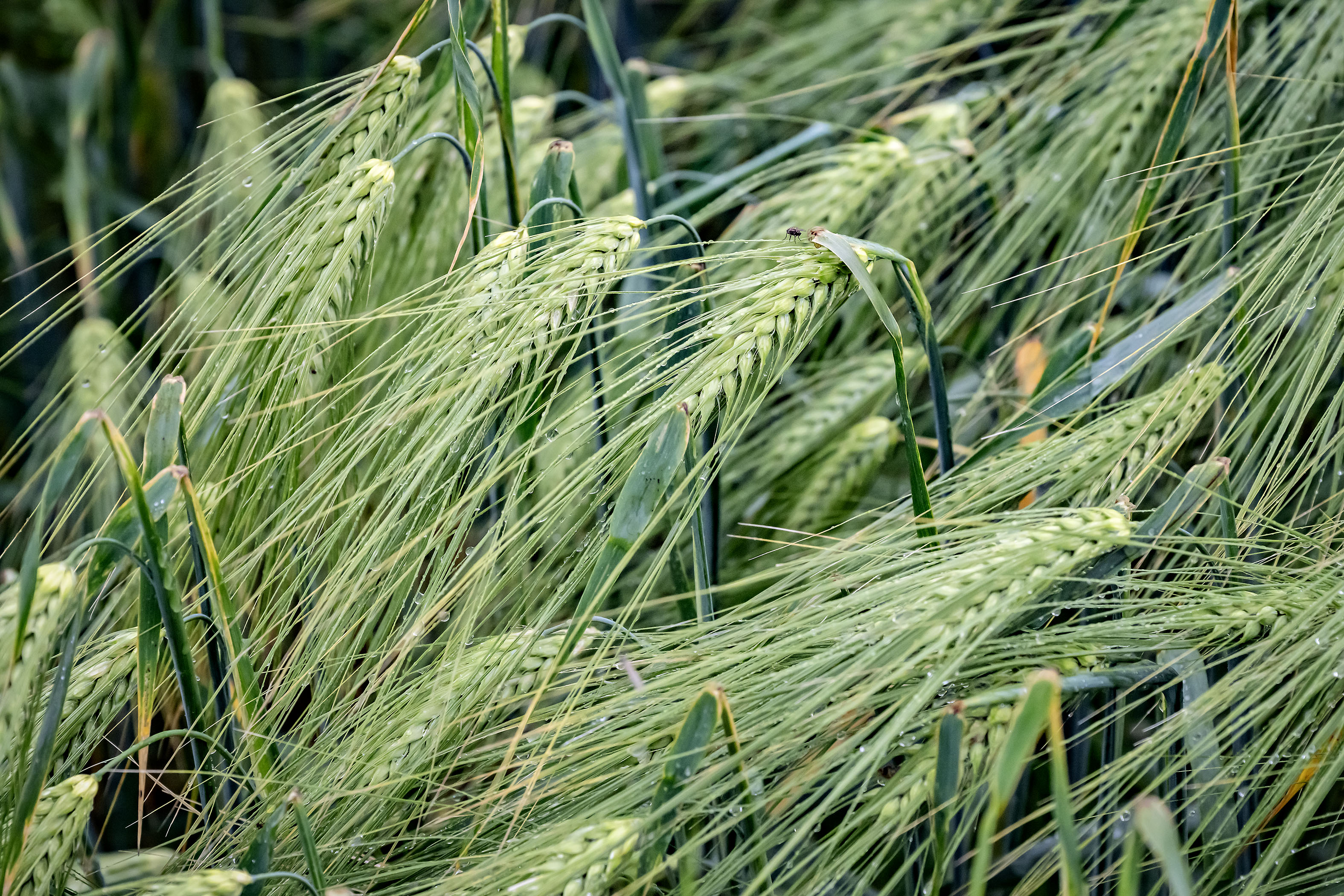Viljoista heikointa tulosta tekee tänä vuonna rehuohra, joka on tappiolla peräti 345 euroa hehtaarilta, ilmenee Pro Agrian laskelmista.