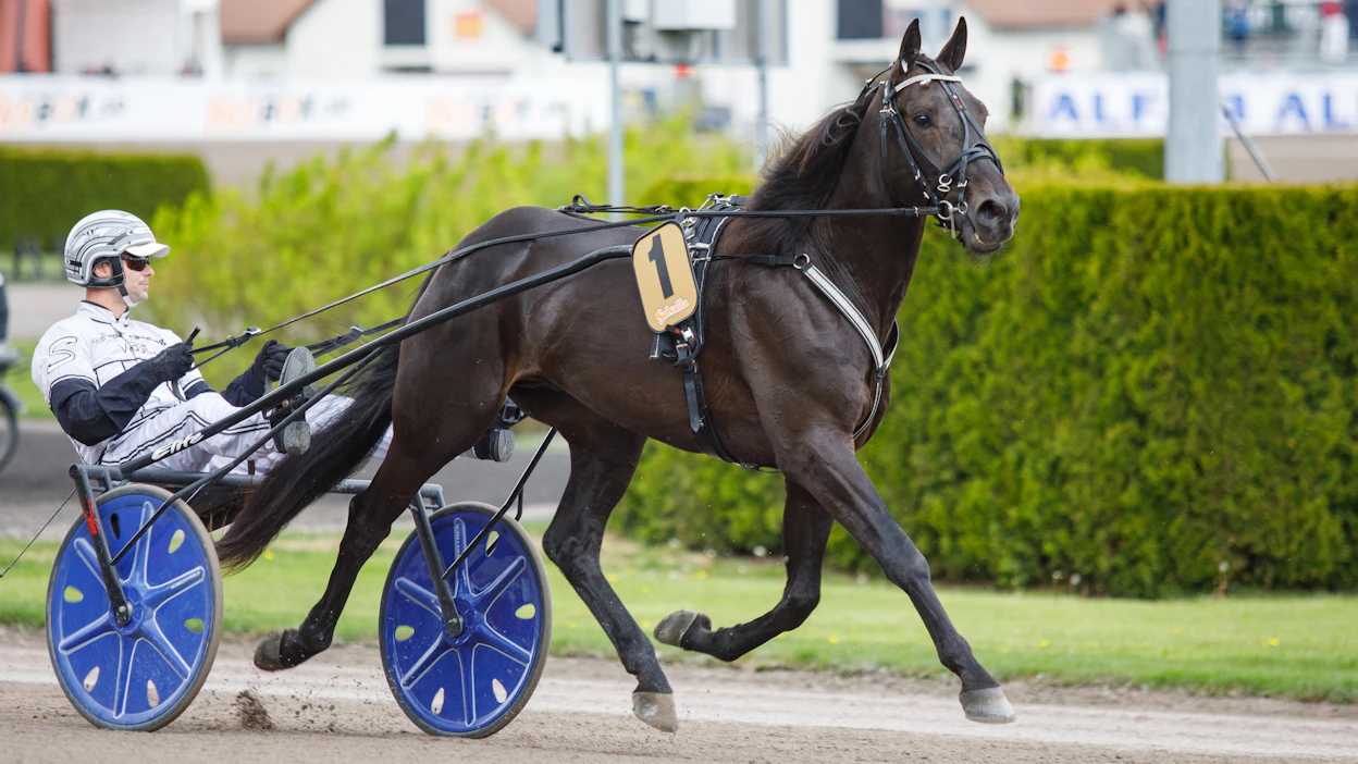 Combat Fighter on tähän mennessä Anders Svanstedtin kolmevuotisikäluokan ykköshevonen. Kuvassa ruuna valmistautuu Elitloppet-perjantain hopeatilaan päätyneeseen starttiin.