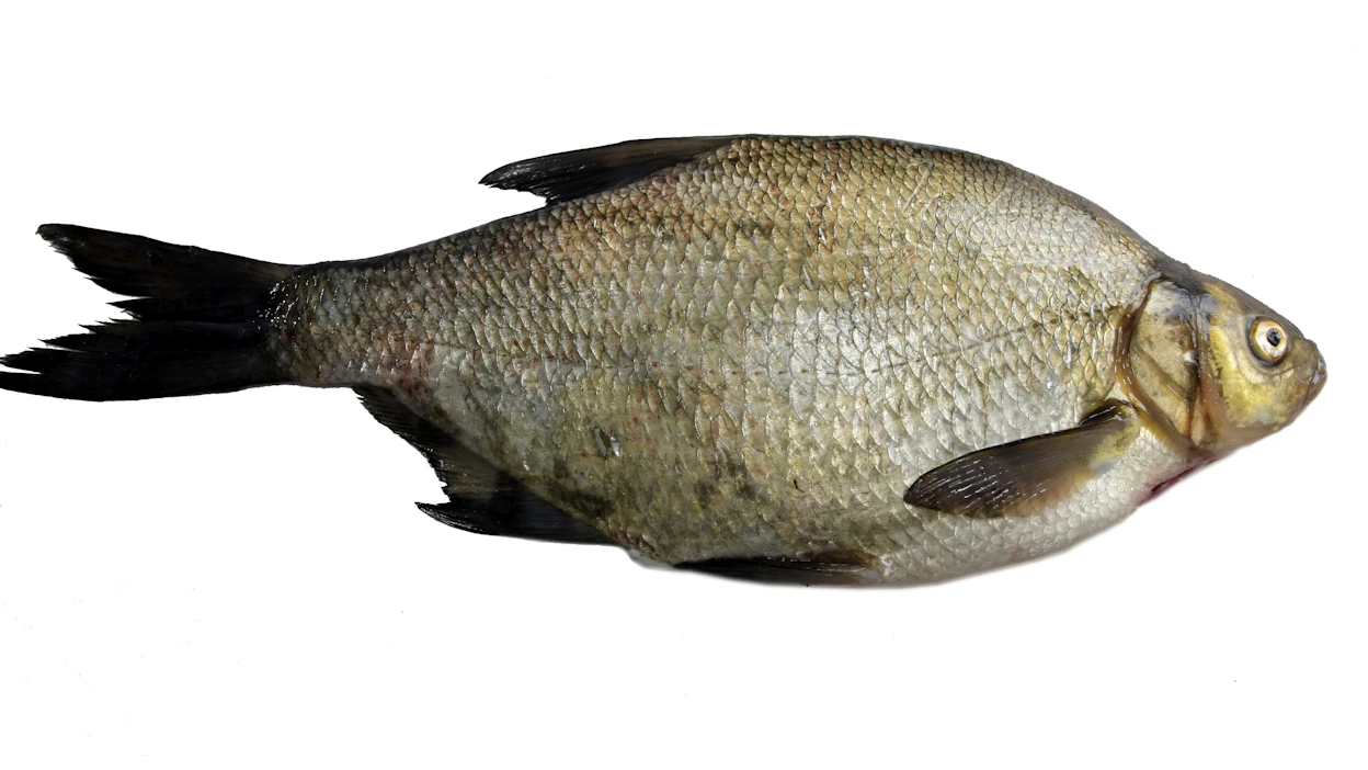 Lahna on Suomen suurin särkikala. Suurimmat pyydystetyt yksilöt ovat painaneet jopa yli 10 kiloa. Nämä ovat kuitenkin poikkeuksellisia yksilöitä. Yleisesti lahnat painavat puolesta kilosta pariin kiloon.