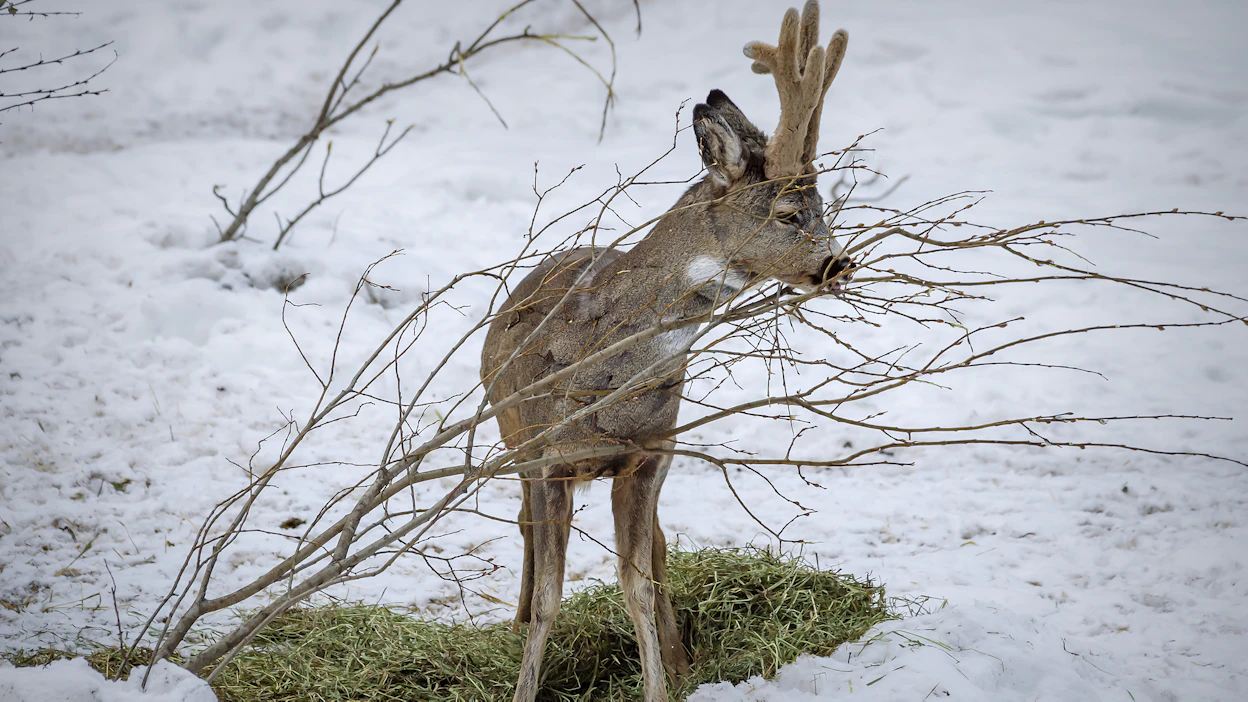 Keskusta-alueelle eksynyt metsäkauris jouduttiin lopulta lopettamaan, kun sitä ei voitu ottaa turvallisesti kiinni sen jäädessä kiinni aitaan. Kuvituskuva.
