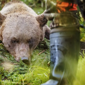 Karhun metsästysaika alkoi 20.8. ja päättyy 31.10.