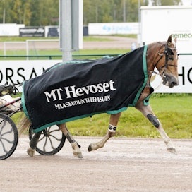 Suven Sametti jatkoi voittokulkuaan Seinäjoella. Hevosen valmentaja Tapio Perttunen vastasi ohjastuksesta.