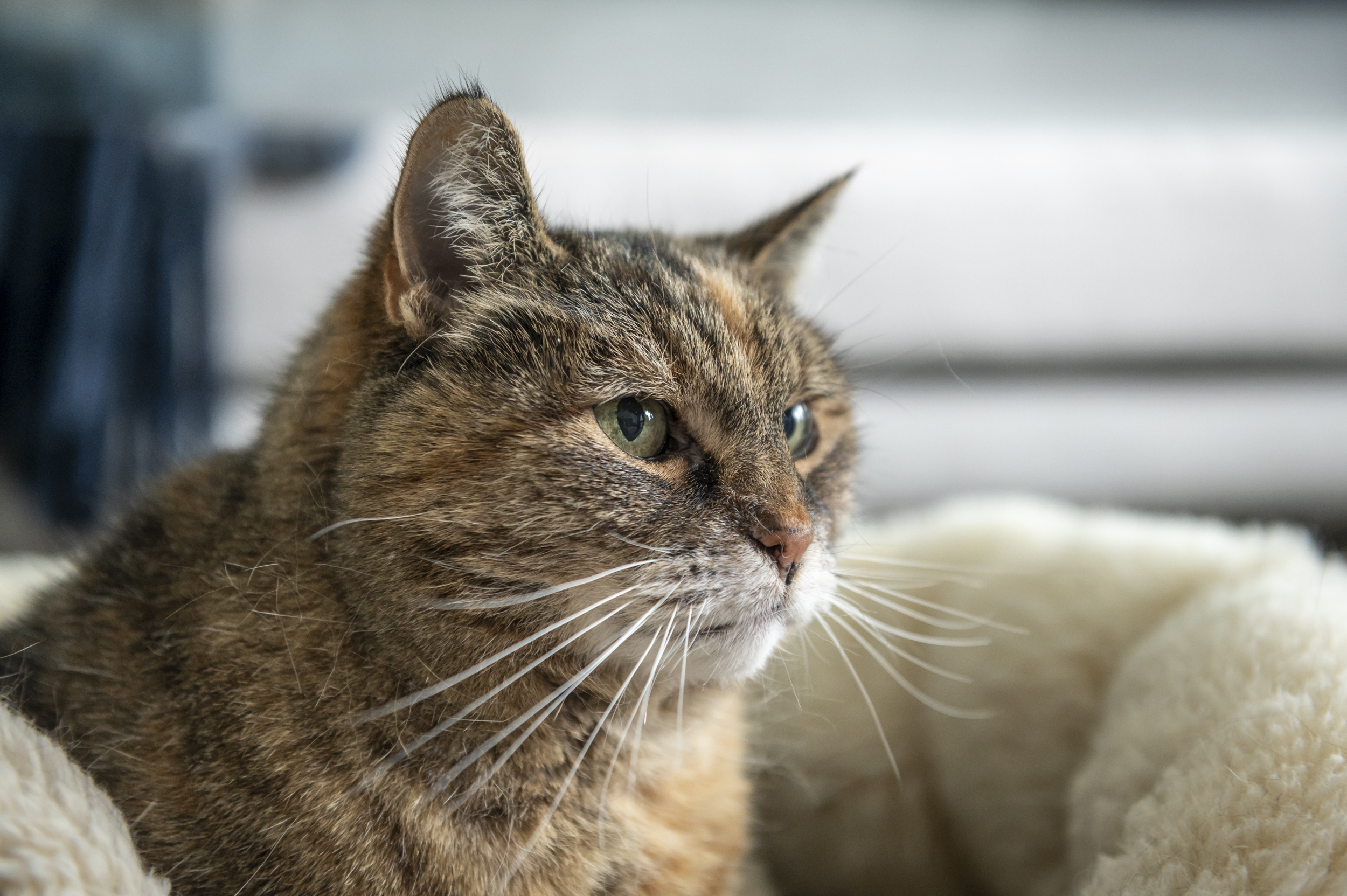 Eläintenpidon kulttuurit vaihtelevat maittain. Siksi on tärkeää kertoa Suomessa asuville, miten meillä eläimiä pitää kohdella. 