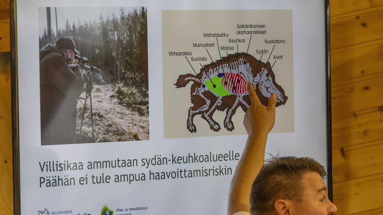 Metsästäjille järjestettiin koulutusta villisikojen metsästykseen elokuun lopulla Lappeenrannassa.