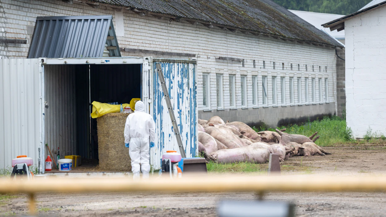 Lohduton näky 21. heinäkuuta Kislan tilalla, missä todettiin afrikkalaista sikaruttoa. Tilan kaikki noin 6 000 sikaa tapettiin tartunnan leviämisen estämiseksi.