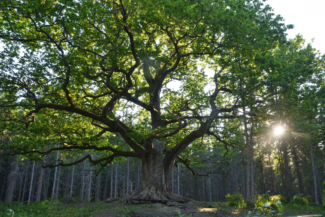 Elokuvassa metsätietoa välittää Lohjalla kasvava Paavolan tammi, joka on tunnettu nähtävyys itsekin.