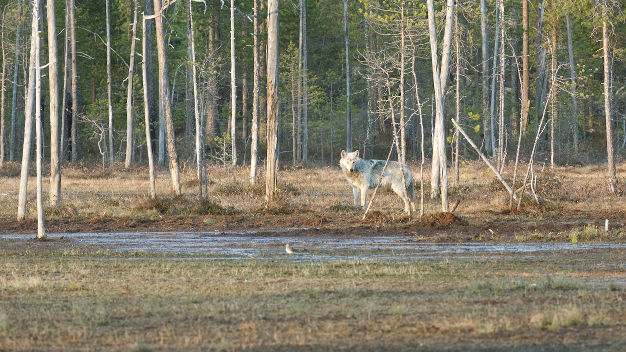 Suden metsästys edellyttää tyypillisesti yhtä metsästysseuraa laajempia alueita.