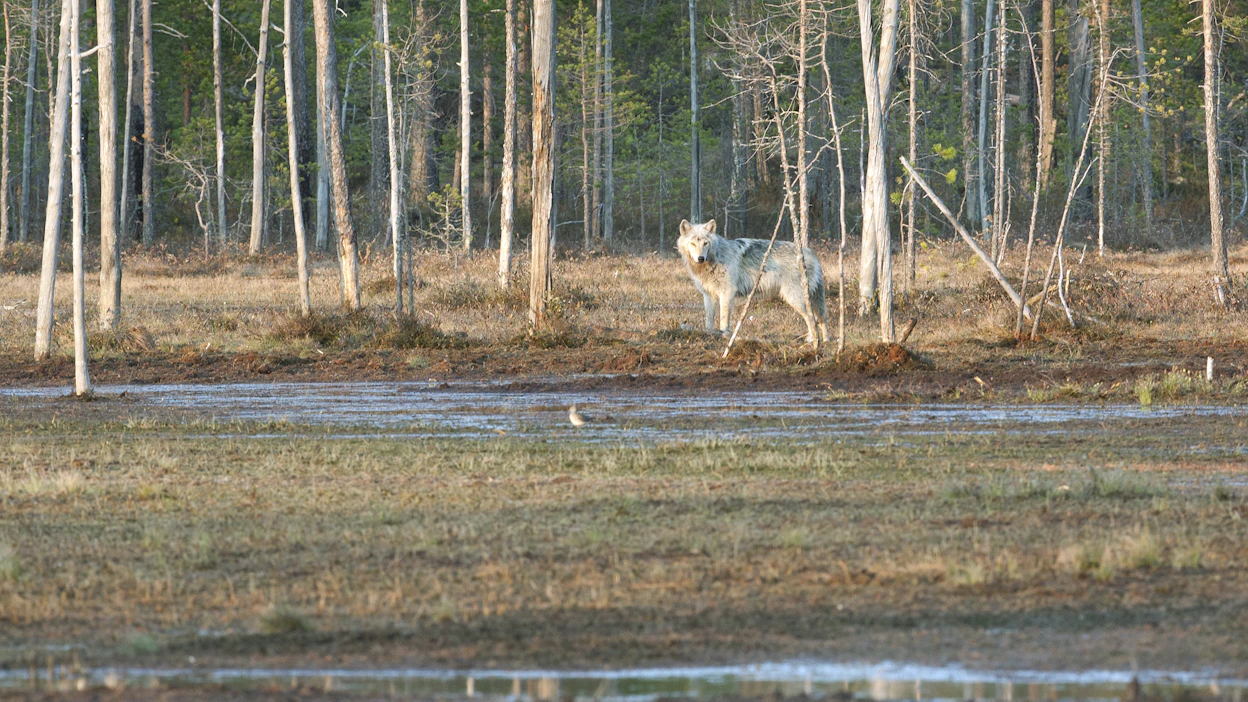 Valiokunta sai mietintönsä valmiiksi viime tingassa sudenmetsästyksen alkua silmällä pitäen.