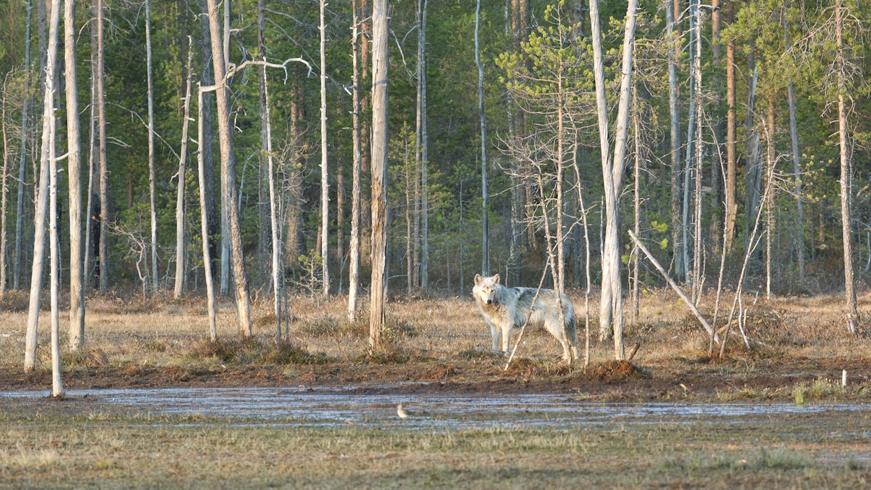 Pihoissa vierailleen suden kaatamiseksi haettiin poikkeuslupa. Kuvituskuva.