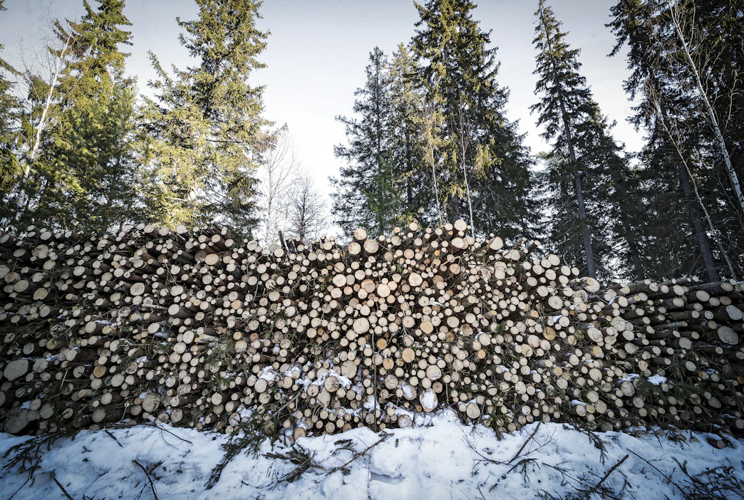 Hiilinielujen kasvattamiseen löytyy hyvin erilaisia keinoja, todettiin metsäalan pyöreän pöydän keskusteluissa.