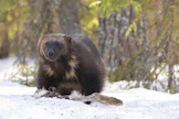 Ahma on etupäässä raadonsyöjä, mutta se myös saalistaa.