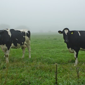 ”Kun viljapuolella sadot ovat nousseet viimeisen 60 vuoden aikana kaksinkertaisiksi, lehmien keskituotos on kasvanut kolminkertaiseksi”, kirjoittaa Erkki Holma. Kuvituskuva.