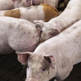 Suomessa sianlihan tuottajahinta on kesän alussa laskenut loivasti 2,20 euroon.