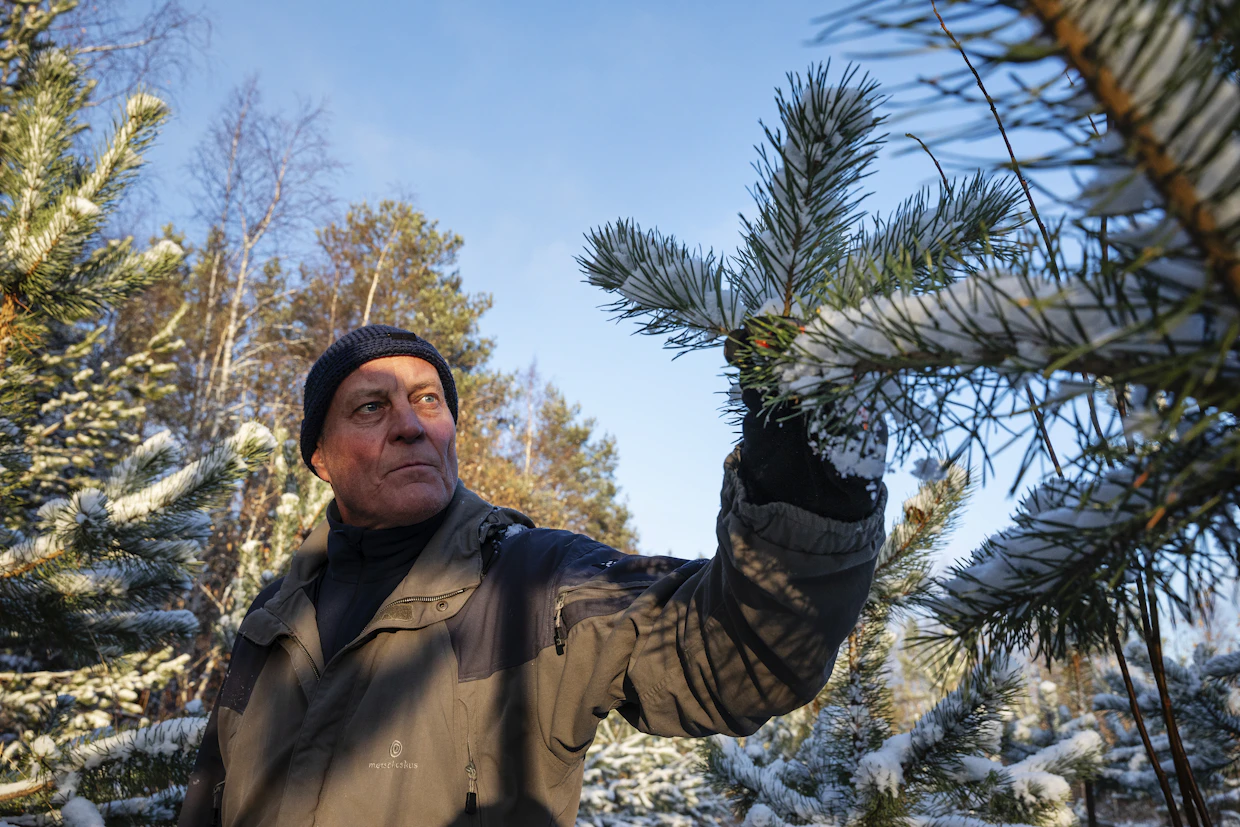 Puiden tupsulatvaisuus on merkki boorin puutoksesta. Se on tyypillinen ongelma pellolle istutetuissa puissa.