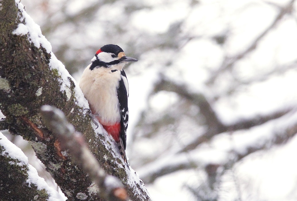 Lähipäivinä koko maassa on tavallista talvisäätä.