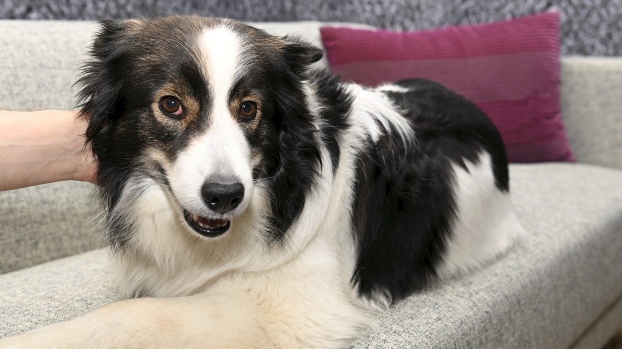 Koirien mikrosirutus ja rekisteröinti tulevat Suomessa pakollisiksi. LEHTIKUVA / Heikki Saukkomaa.
