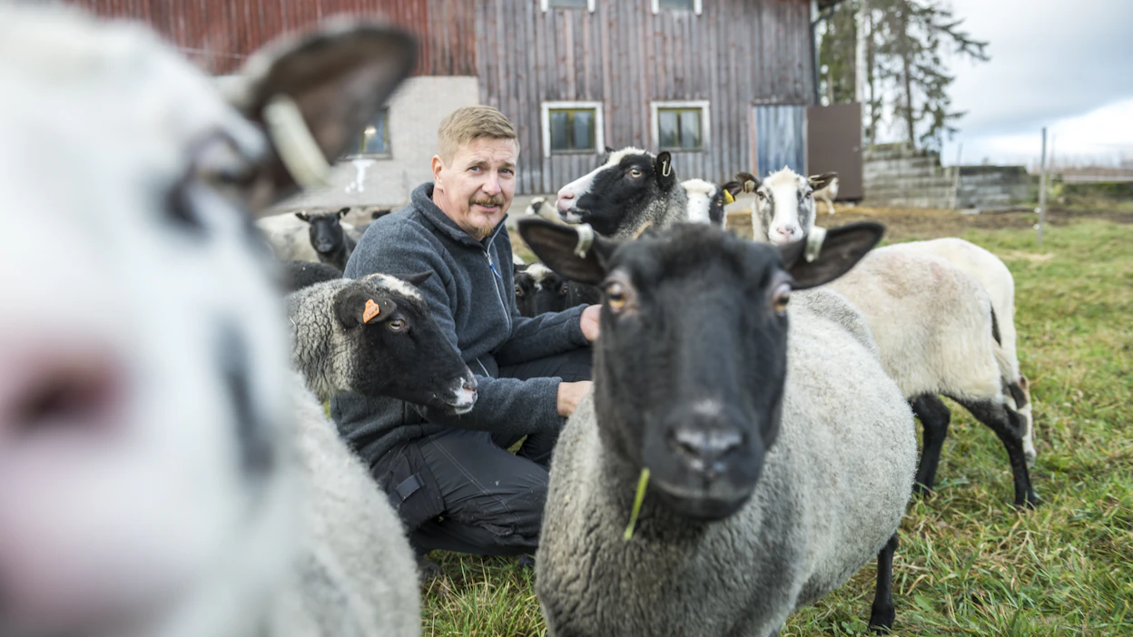 Kainuunharmas on utelias ja tuttavallinen alkuperäisrotu. Sen on todennut käytännössä myös muutama vuosi sitten lampuriksi ryhtynyt orimattilalainen Matti Avelin.