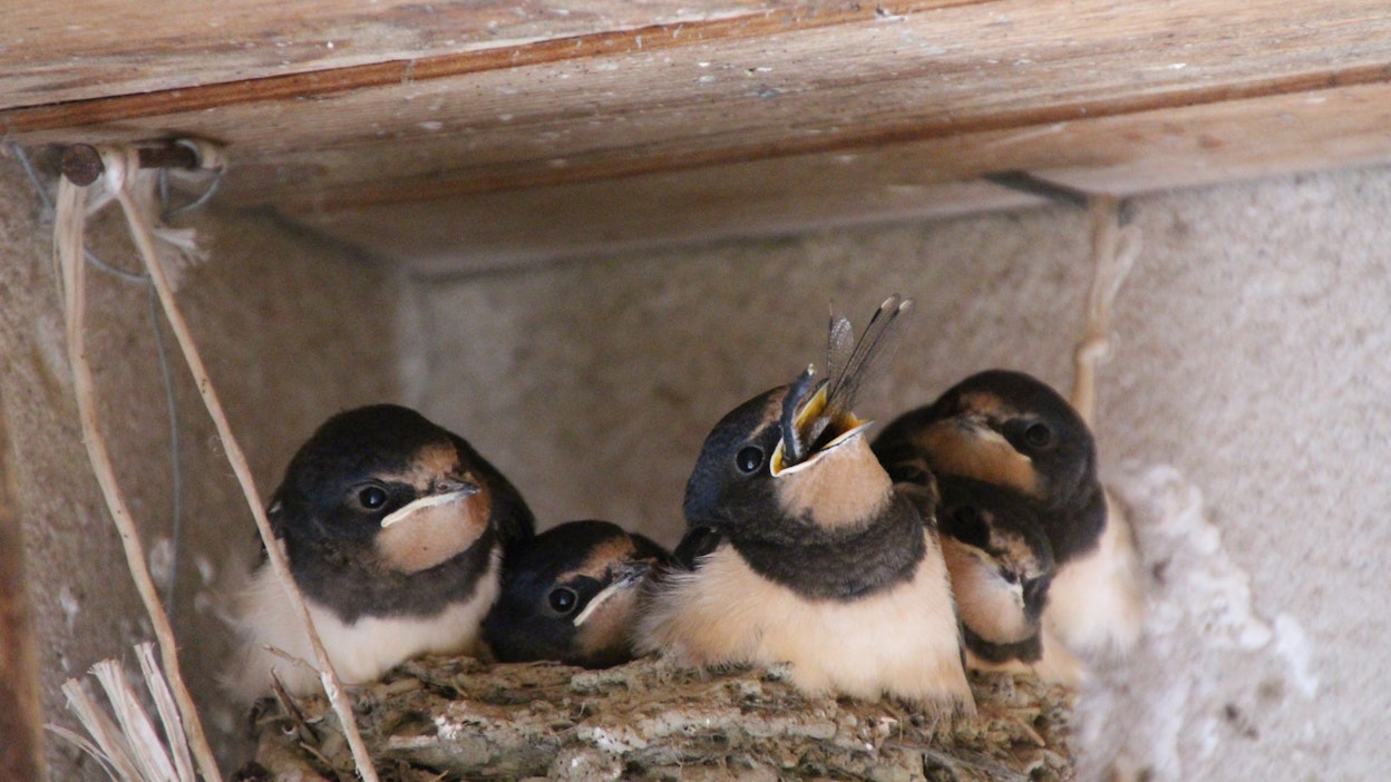 Pääskysiä pesässään. Kuva on MT:n lukijan ottama.