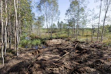 Luonnonarvokauppaan kuuluvia toimia voivat olla esimerkiksi suon ennallistaminen, metsän suojelu tai aktiiviset luonnonhoitotoimet.