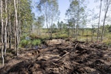 Luonnonarvokauppaan kuuluvia toimia voivat olla esimerkiksi suon ennallistaminen, metsän suojelu tai aktiiviset luonnonhoitotoimet.