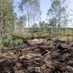 Luonnonarvokauppaan kuuluvia toimia voivat olla esimerkiksi suon ennallistaminen, metsän suojelu tai aktiiviset luonnonhoitotoimet.