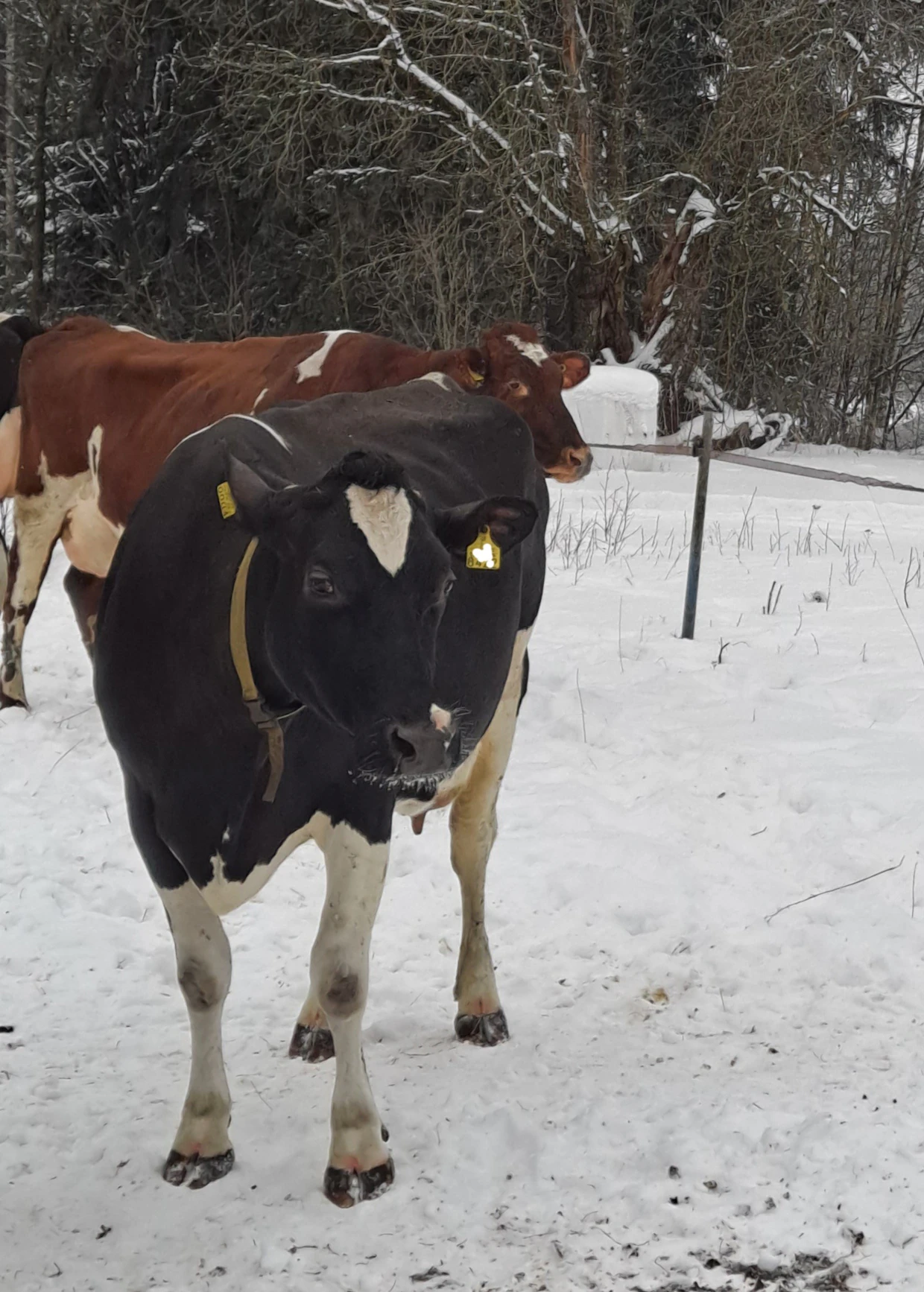 Surffi oli samantien kotonaan uudessa paikassa.