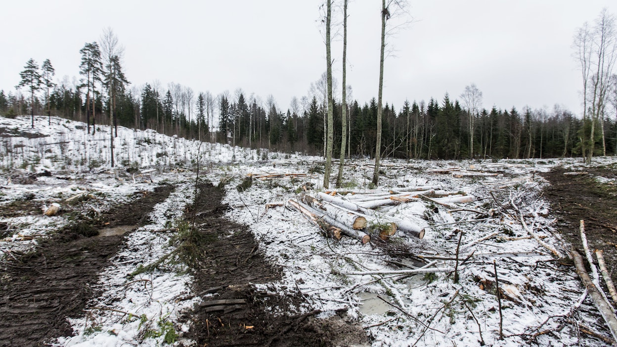 Esimerkiksi Yhdysvallat on ilmaissut kiinnostuksensa metsäkatoasetusta kohtaan.