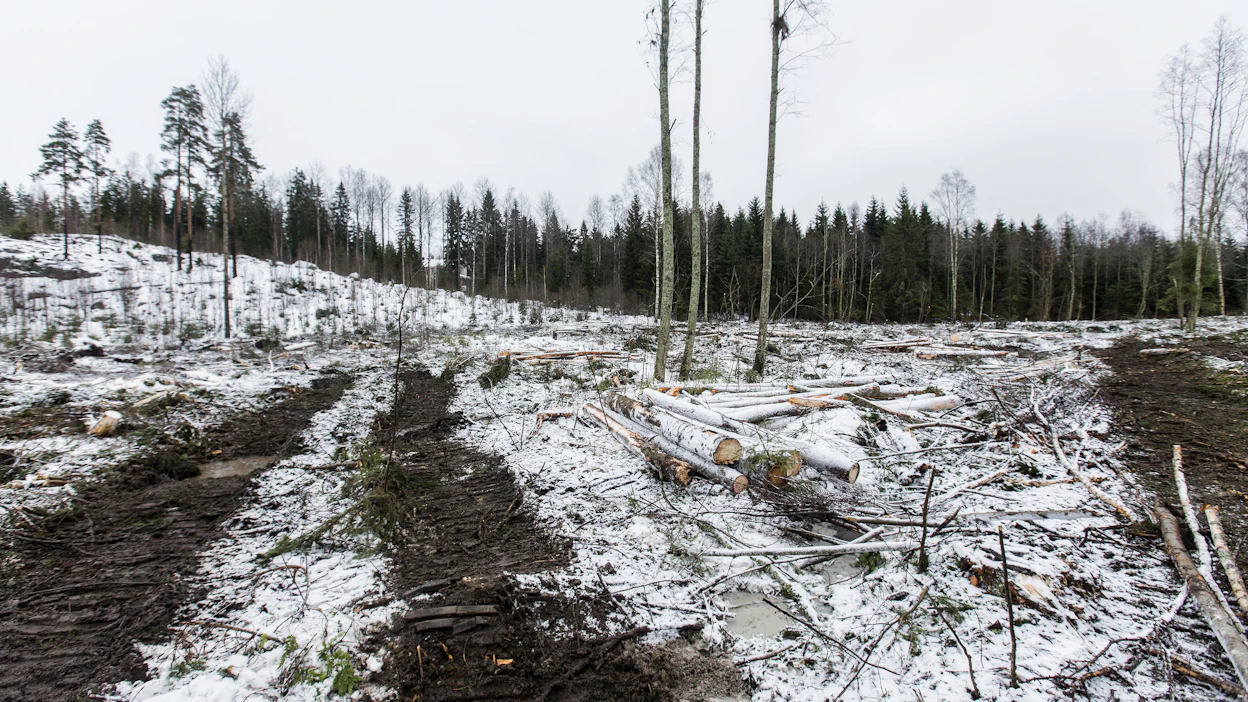 Esimerkiksi Yhdysvallat on ilmaissut kiinnostuksensa metsäkatoasetusta kohtaan.