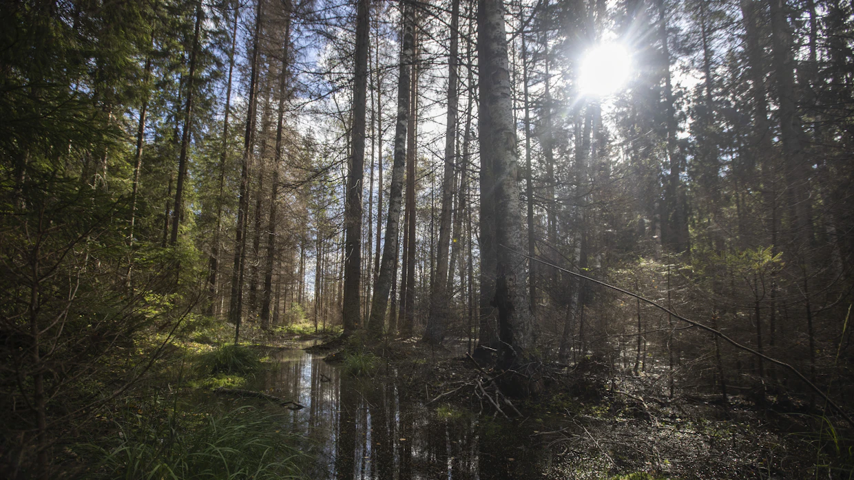 Ennallistamisasetusehdotuksen tavoitteena on parantaa luonnon tilaa eri ympäristöissä, kuten soilla, metsissä, maatalousympäristöissä, tuntureilla, rannoilla, merellä ja sisävesissä.
