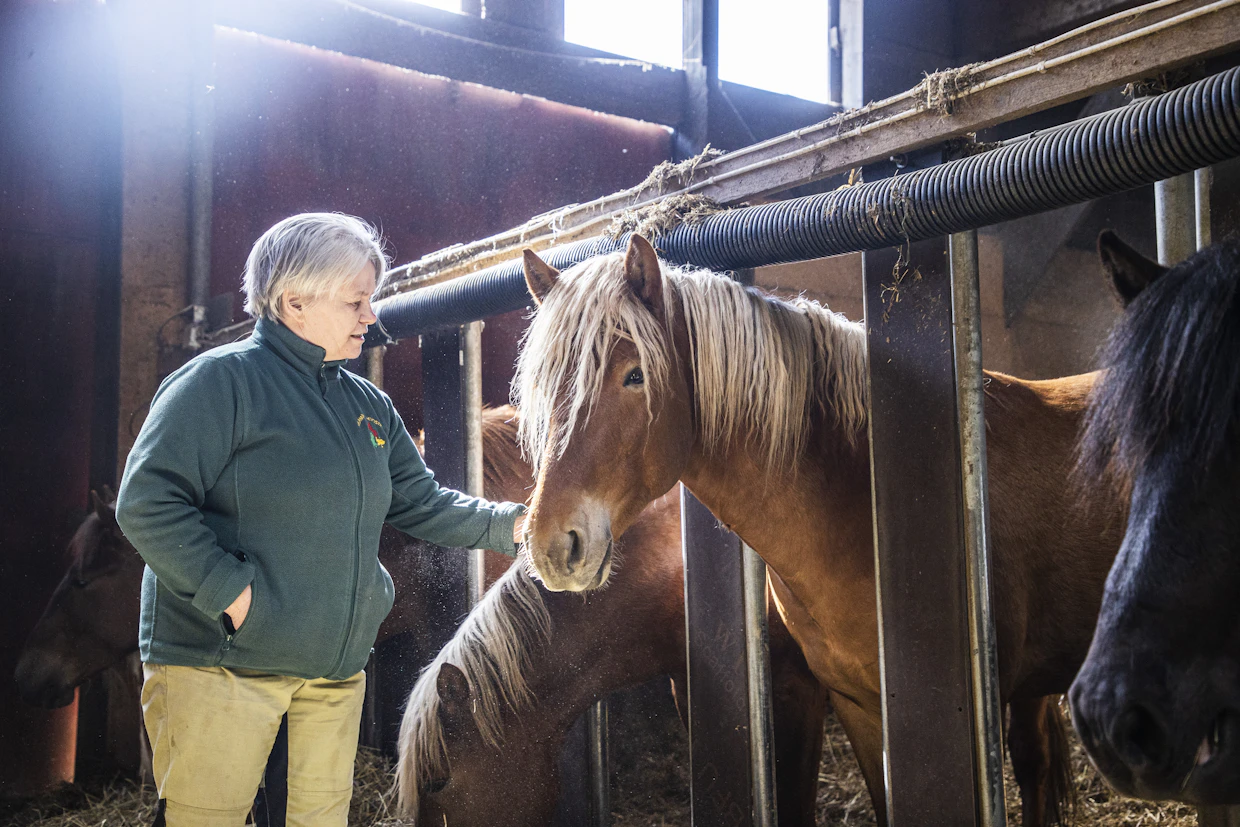 Elina Kylämäki ja 3-vuotias ori on Guiaimäävai. Se on Kylämäen hevostilan oma kasvatti, jonka isä on Jämpti ja isänisä ravikuningas Pette. Emä on Kopran Helmi ja emänisä Poika-Siro.