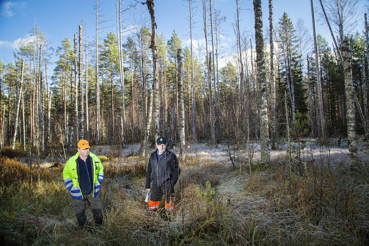Rauno Karjusilta ja Valto Mattila metsässä, jossa 1985 tehtiin harvennushakkuu. Kun ojitetun suon vedenpintaa nostettiin, muutos alkoi nopeasti.