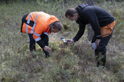 Opiskelijat Oula Ilmonen (vas.) ja Veeti Rautanen kuvaavat hentoa vaivaiskoivun alkua Särkisrotkossa Jämsänkoskella. He valmistuivat metsuri-metsäpalveluiden tuottajiksi kesäkuussa. 