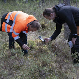 Opiskelijat Oula Ilmonen (vas.) ja Veeti Rautanen kuvaavat hentoa vaivaiskoivun alkua Särkisrotkossa Jämsänkoskella. He valmistuivat metsuri-metsäpalveluiden tuottajiksi kesäkuussa.