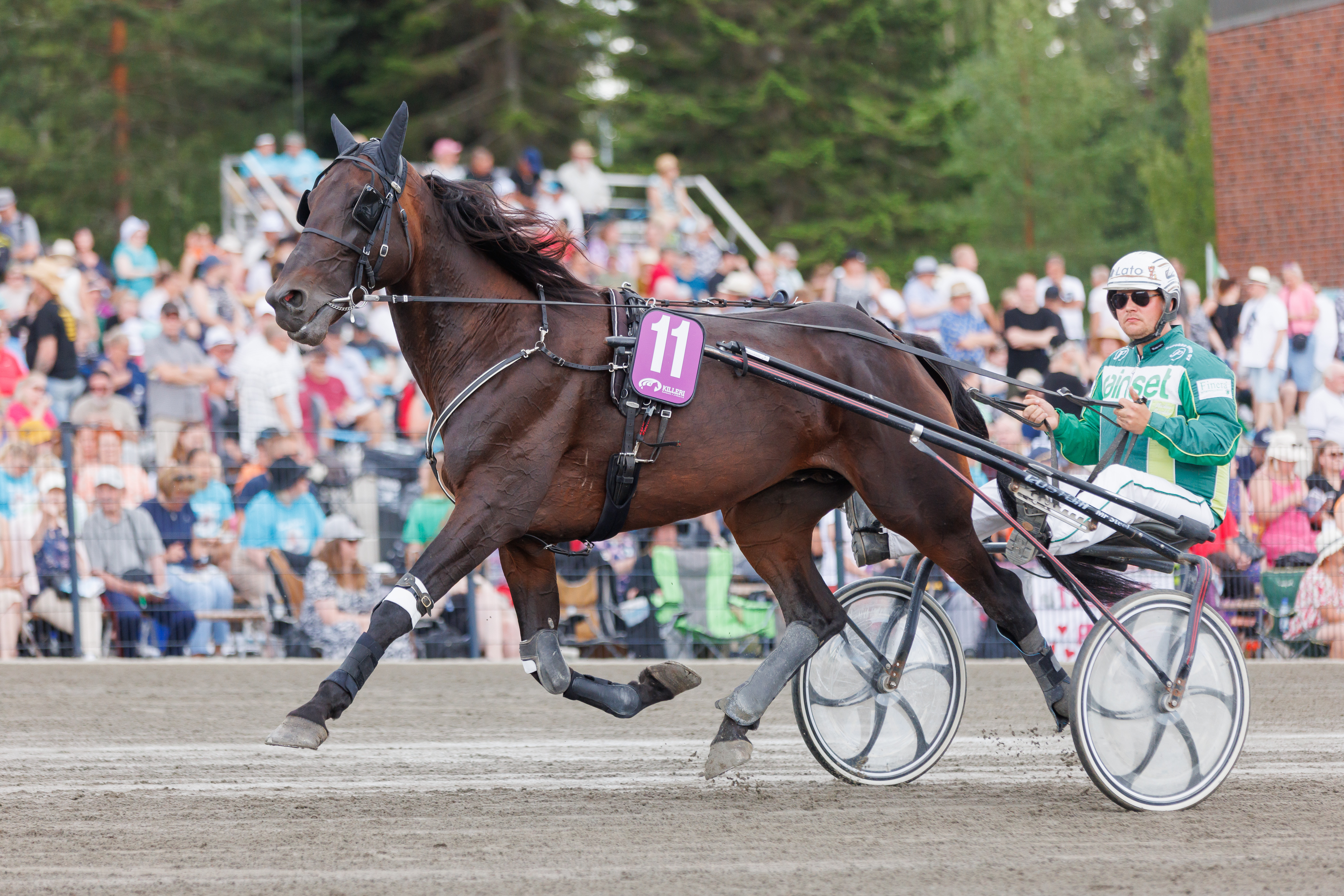 Marku Porokan valmentama Sky Muscle on vihjerivin toinen varma.