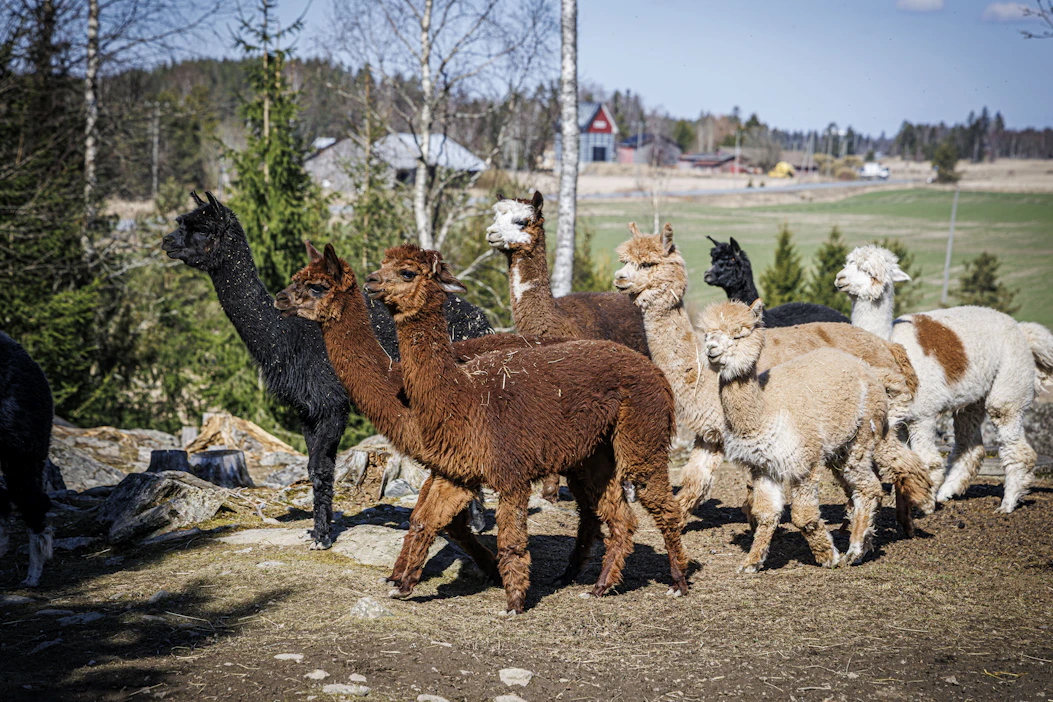 Alussa tilalle piti ottaa vain muutama söpö kamelieläin. Nyt alpakoita on yli 60, eikä pääluku enää kasva.