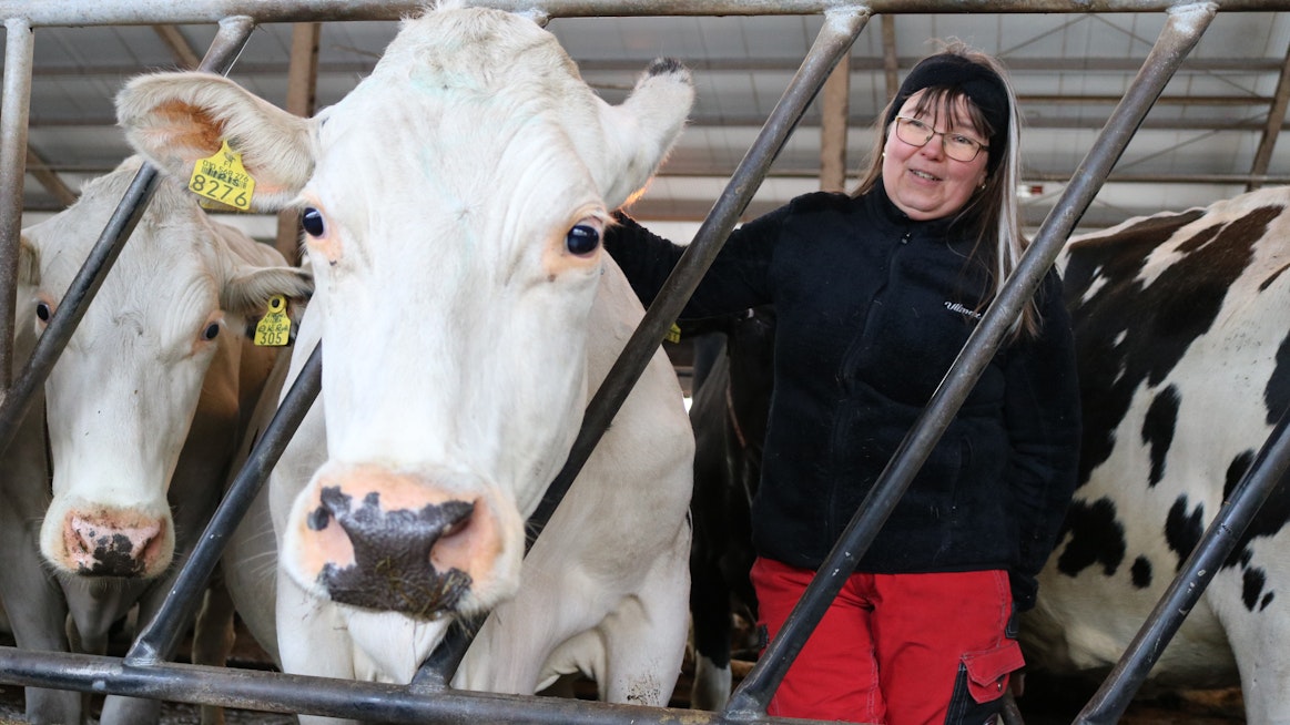 Satatonnari Iiriksen elinikäistuotos on tällä hetkellä 115 000 maitokiloa. Poikimakertoja holsteinrouvalla on yhdeksän.