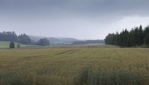 Syksystä voisi tulla hieman tavanomaista kosteampi. Kuvituskuva.