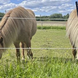 Vetoomuksessa vaaditaan, että uudella asetuksella mahdollistetaan hevosille kosketus lajikumppaniin päivittäin, ja se tulee pyrkiä mahdollistamaan sekä sisätiloissa että ulkotarhassa. Kuvituskuvassa hevoset kesälaitumella.