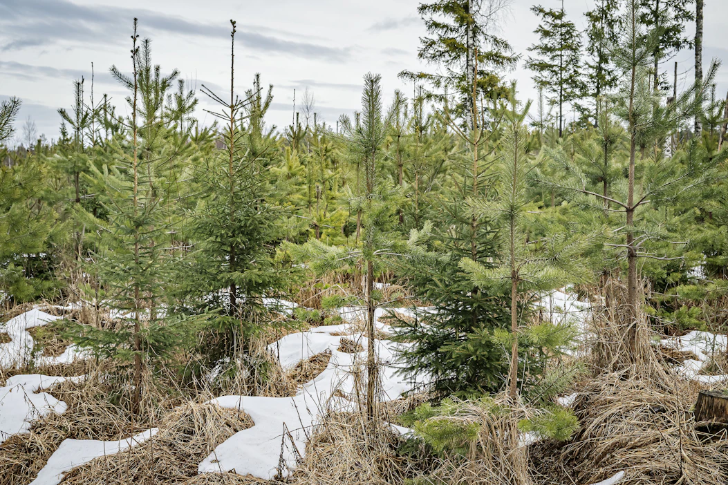 S-Pankki Metsä -rahaston vuoden tuotto oli 13 prosenttia tappiollinen.