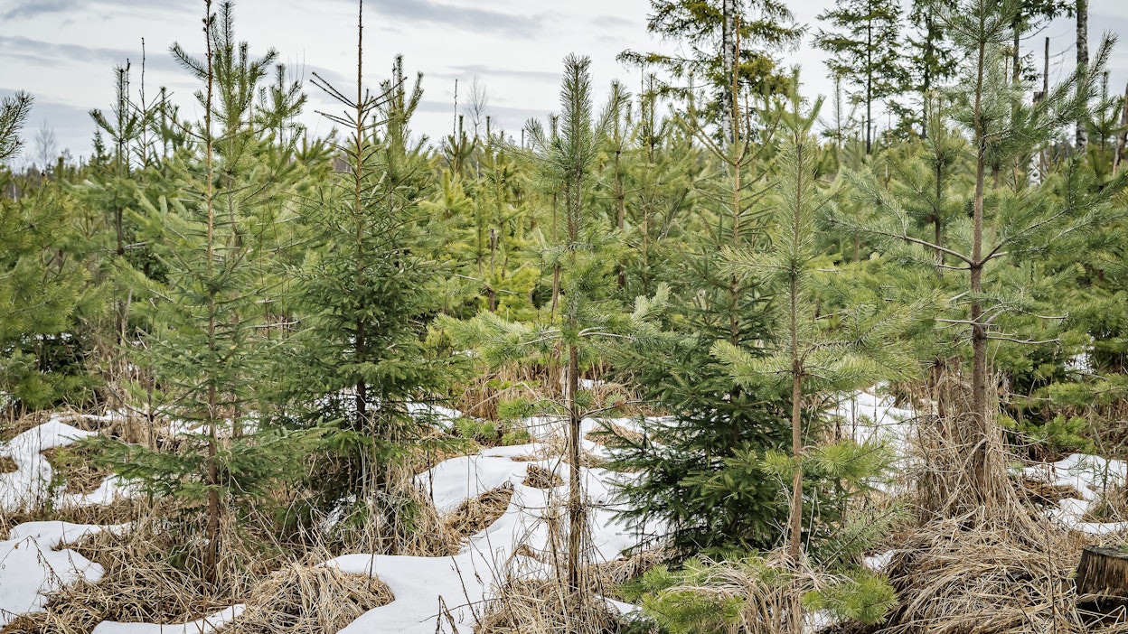 S-Pankki Metsä -rahaston vuoden tuotto oli 13 prosenttia tappiollinen.