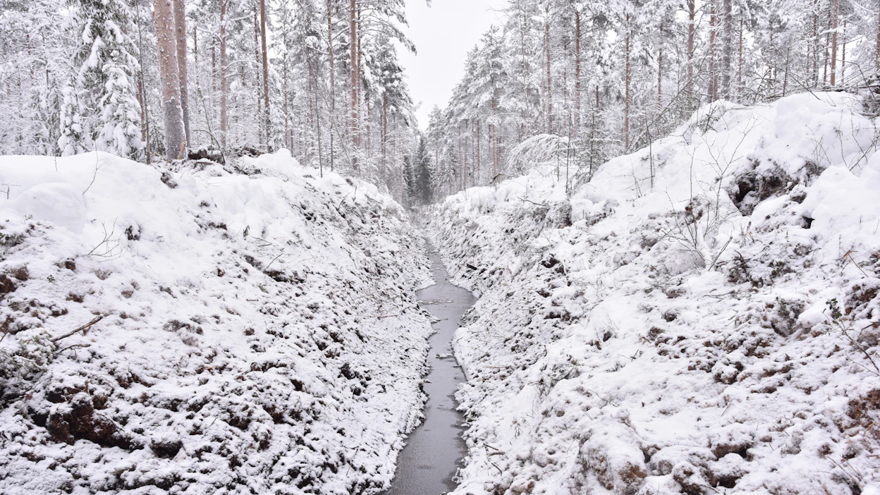 Metsäoja. Kuvituskuva.