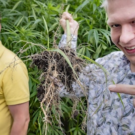 Petri Suokas katsoo Ville Saarelaisen koealalta nostaman hampun runsasta juuristoa. Syyskuussa kasvusto oli 2,5 metrin korkuista.