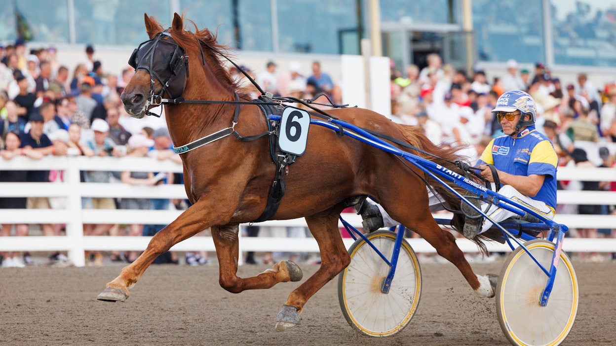 Terho Rautiaisen valmentama ja ohjastama Lumettaja esiintyi edukseen Oulun Kuninkuusraveissa.