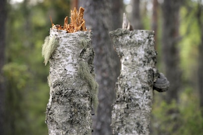 Metso-ohjelma saa laajasti kiitosta niin metsätalouden kuin ympäristöhallinnon puolelta.