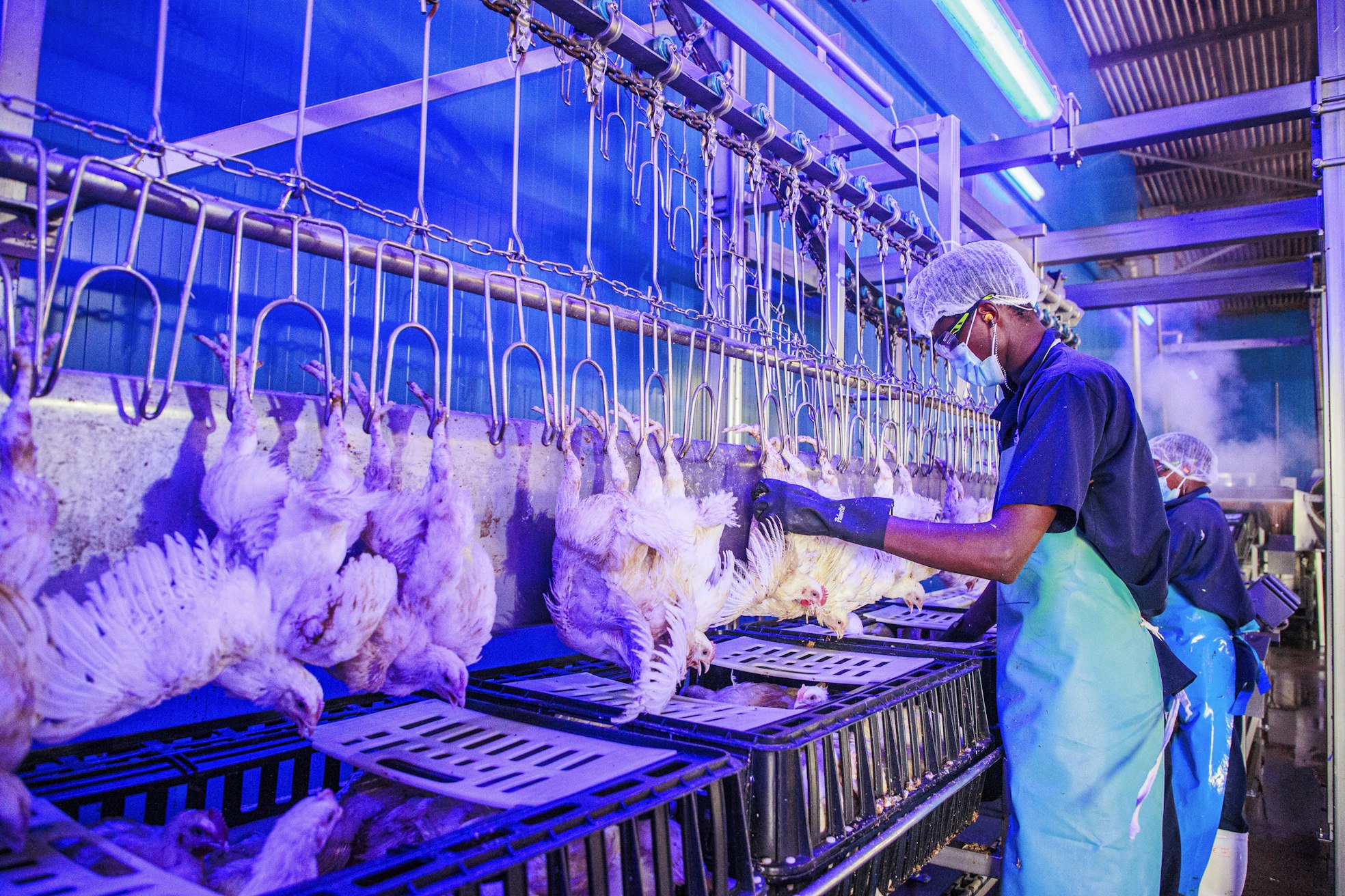 Thika Valleyssa sijaitseva Kenchic on Kenian suurin vain siipikarjaan keskittynyt teurastamo. Sinisellä valolla pyritään rauhoittamaan lintuja, mutta pää alaspäin roikkuminen näyttää silti herättävän osassa levottomuutta.