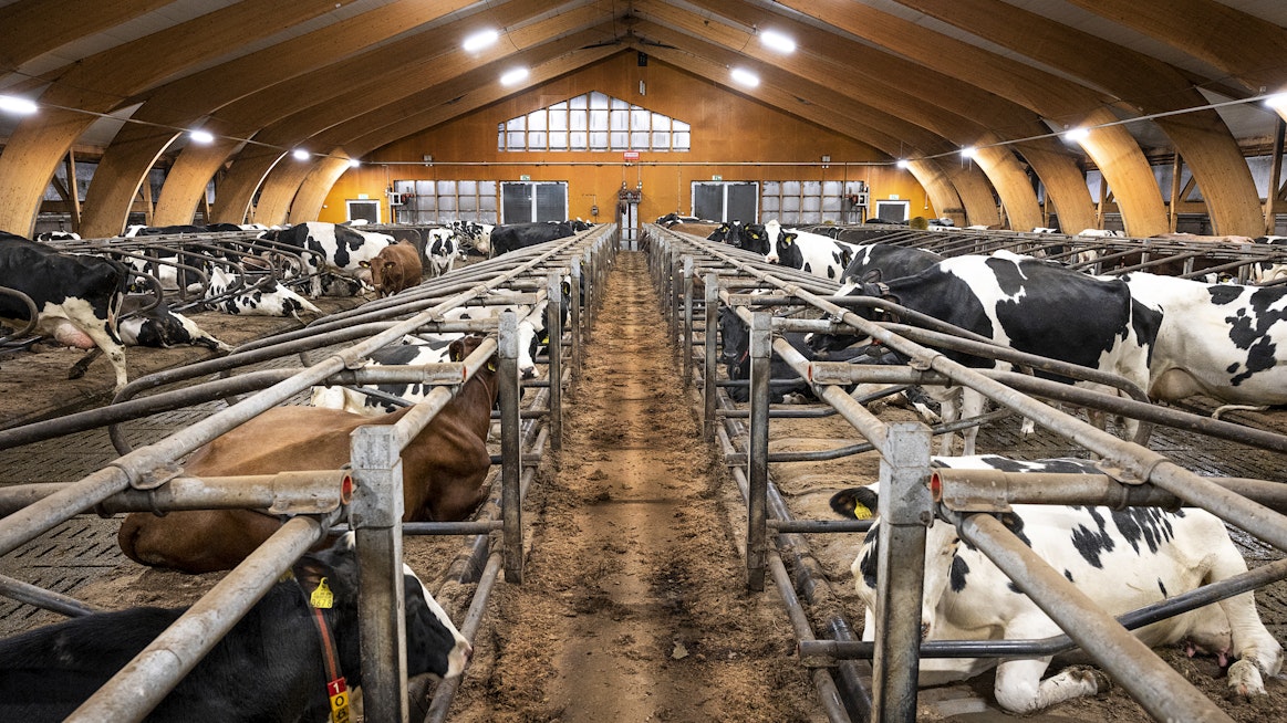 Mustavalkoinen on holstein-rodun ansiosta muuttunut yleisimmäksi väritykseksi suomalaisissa lypsykarjoissa. Ayrshiret ovat yleensä punaruskeita.