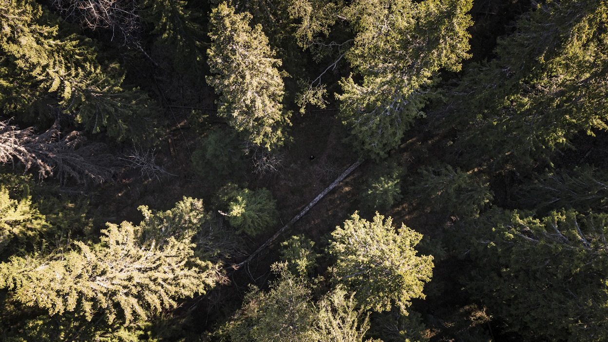 Talousmetsää. Kirjoittaja kritisoi EU:n suunnitelmaa seurantajärjestelmästä, jossa EU:n laajuista metsävaratietoa kerättäisiin monimuotoisuustyön pohjaksi. Kuvituskuva.